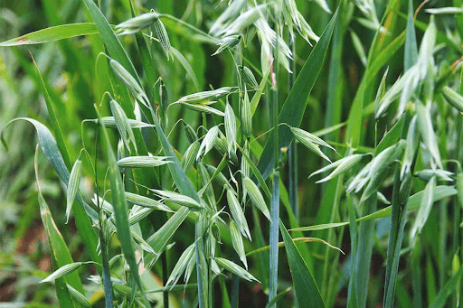 Growing, Harvesting, and Preparing the Oats