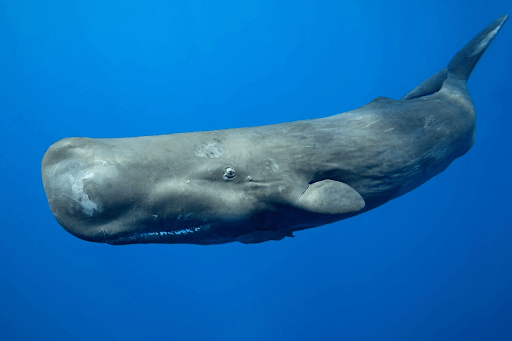 The Whale Fat Controversy in Lipstick Production